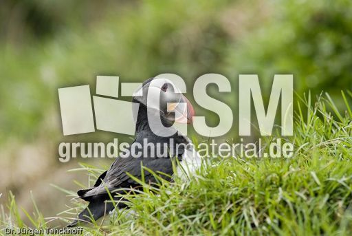 Papageitaucher (8 von 20).jpg